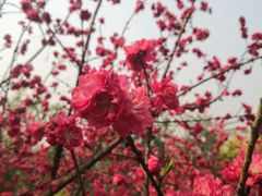 -秀丽东方