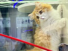 -小猫来了·猫舍(红山六九七九店)