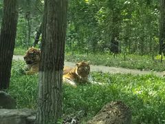 -北京野生动物园