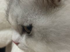-瑞鹏宠物医院·骨科·猫科·内科(第一中心)