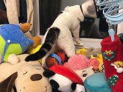 -喜多萌中农锦绣动物医院24H·猫科·牙科MRI·CT