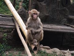 -西双版纳原始森林公园