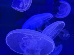 -芜湖新华联大白鲸海洋公园