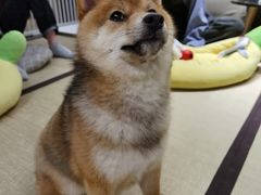 -逗柴咖啡屋·狗咖猫咖宠物桌游