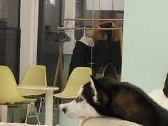 -怪兽屋·羊驼·猫咖·狗咖(俊华广场店)