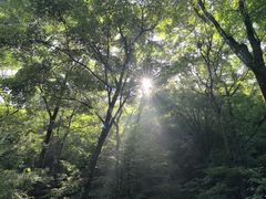 -本溪汤沟绿石谷森林公园