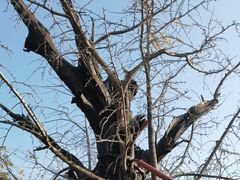 -上海佘山国家森林公园天马山园