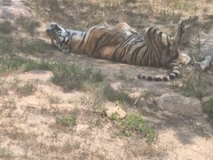 -西霞口神雕山野生动物世界