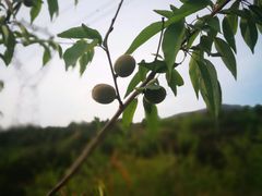 -定都峰