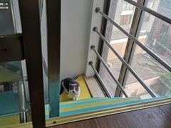 -三花喵·撸猫购宠·宠物生活馆(虹桥南丰城店)