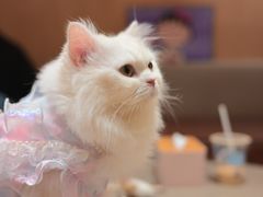 -MOCHA明星猫咖(田子坊店)