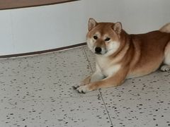 -喜柴咖啡·柴犬狗咖