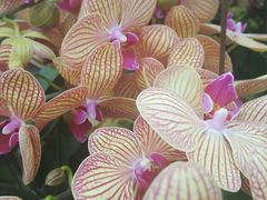 -金科花卉市场
