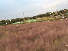 -大塘金香草谷