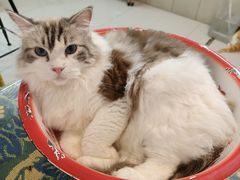 -平行世界·猫咖(首经贸店)