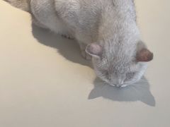 -怪兽屋·羊驼·猫咖·狗咖(俊华广场店)