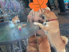 -柴犬高等学院·狗咖·柴犬售卖·宠物训练