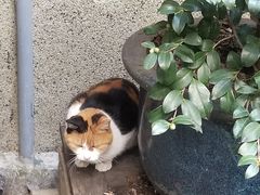 -巴金故居