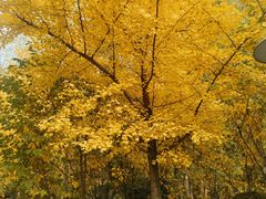 -长白岛森林公园