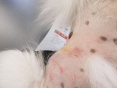 -中农国际动物医院24小时·猫科·骨科·急重症中心