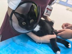 -艾贝尔宠物医院·24H转诊中心·肿瘤猫专科(江宁双龙店)