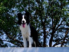 -汪说喵讲宠物乐园宠物酒店(红星美凯龙店)