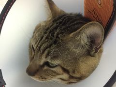 -创凡宠物医院·骨专科  猫科中心(西乡分院)