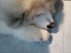 -汪说·狗咖(旺城大厦店)
