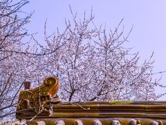 -桃花堤公园