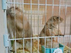 -猫色咖啡·猫咖