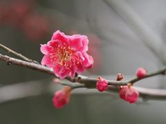 -国家植物园