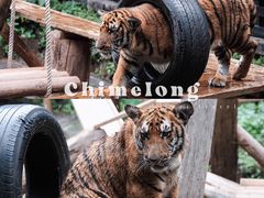 -广州长隆野生动物世界