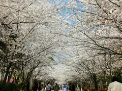 -高东镇樱花园
