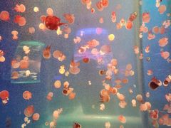 -左海海底世界