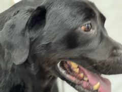 -瑞鹏宠物医院·超声·骨科·奇麟分院(蜀都万达店)