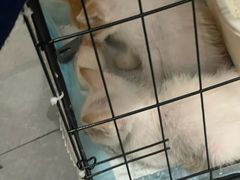 -贝利宠物医院·骨科·眼科·肿瘤转诊中心(南坪诊疗中心)