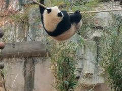 -都江堰中华大熊猫苑