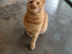 -喵屿·大理花园猫咖