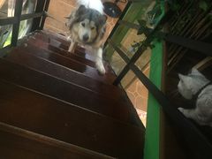 -李小姐の猫咖啡馆(五角场店)