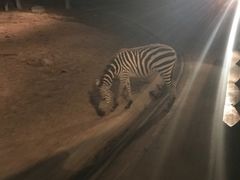 -清迈夜间动物园