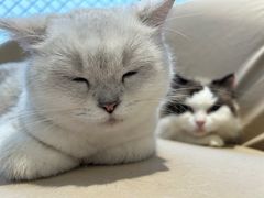 -怪兽屋·羊驼·猫咖·狗咖(俊华广场店)