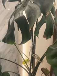 -德绣·机器野生眉发际线·美瞳线半永久
