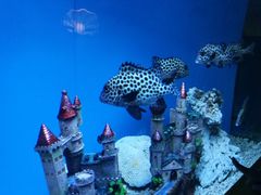 -北戴河圣蓝海洋公园