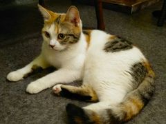 -猫色咖啡·猫咖