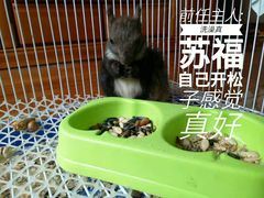 -本溪路花鸟市场(江浦路1709弄小区店)