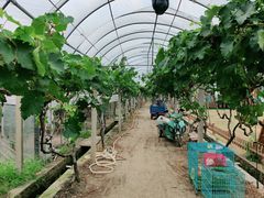 -美家乐农庄·露营·团建(大治路店)