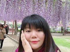 -嘉定紫藤园