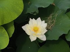-陶辛水韵
