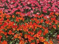 -上海鲜花港