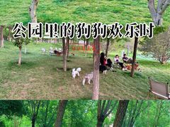 -爪吧宠物乐园 (温榆河示范区店)